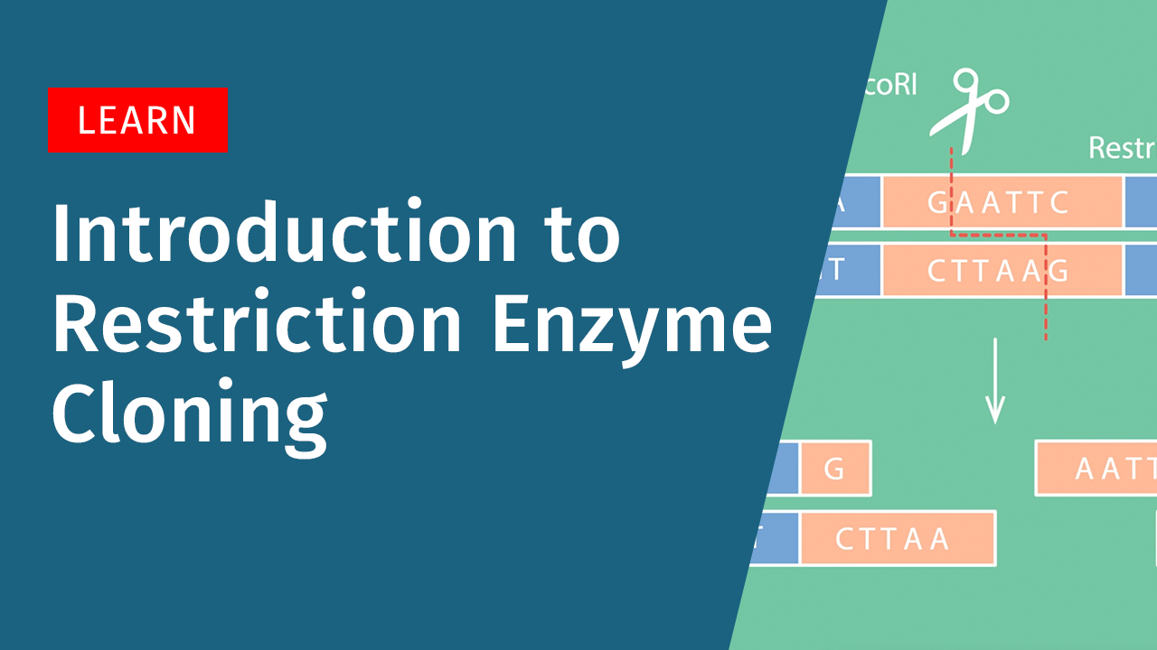 Introduction to Restriction Enzyme Cloning